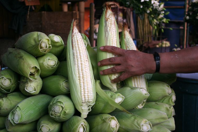 Anuncian apoyos, ahora para los productores de mediana escala de maíz blanco