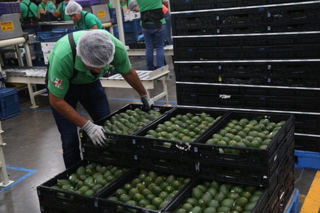 Descartan que coronavirus se contagie a través del aguacate