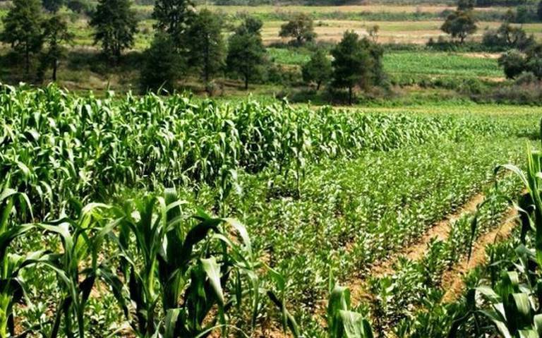 Piden consumir productos del campo mexicano para apoyar a agricultores