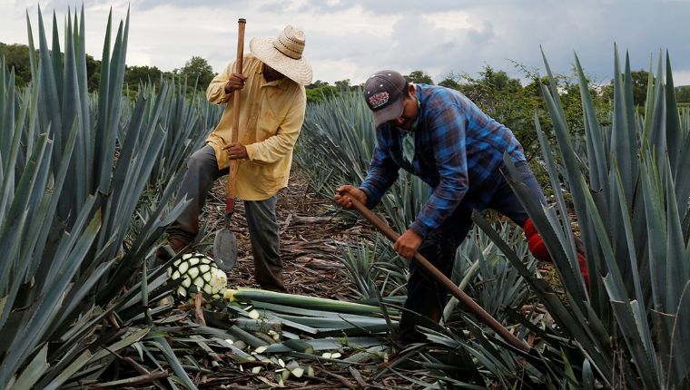Agroindustria tequilera refuerza protocolos sanitarios
