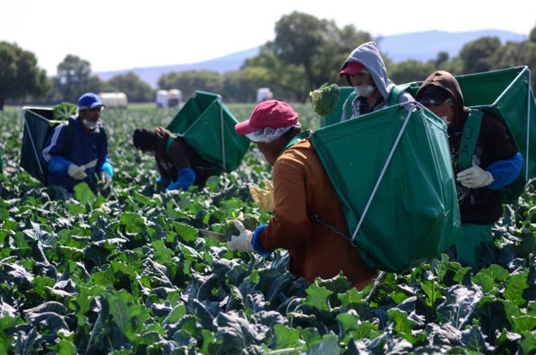 Trabajos agrícolas temporales en Canadá continúan pese a contingencia por Covid-19