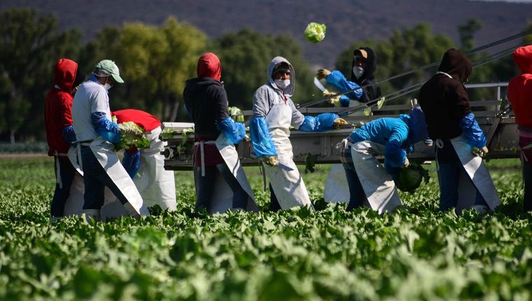 Oportunidades de inversión en el sector agroalimentario de Morelos en el 2020