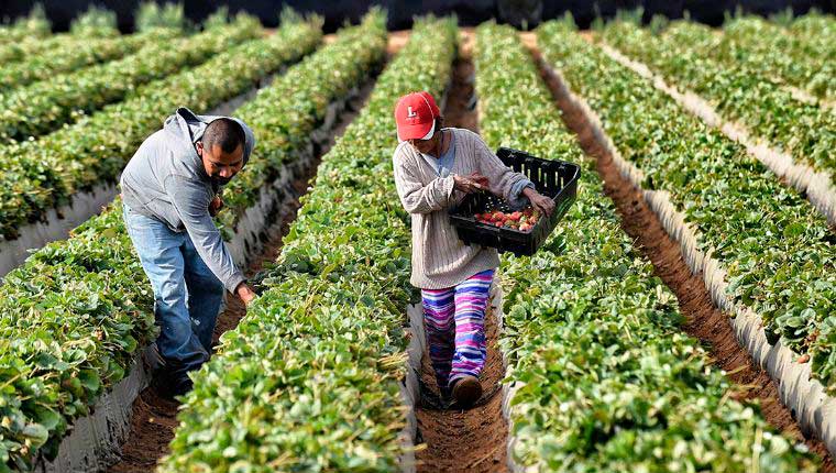 El campo mexicano mantiene comercialización, y va por plan global con Francia