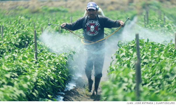 Campo mexicano, atrapado entre el coyotaje agrícola y el transportista