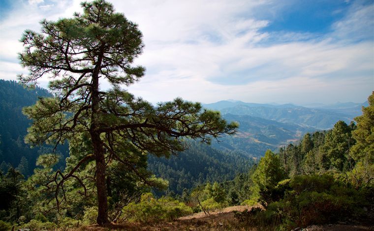 Impactos del Covid-19 en las cadenas de valor del sector forestal
