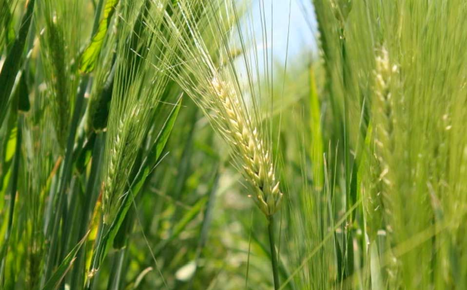 Decisiones del gobierno ponen en peligro el campo mexicano: CNA