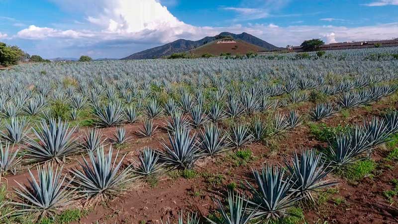 El tequila gana presencia en Singapur y asegura su protección como marca certificada El tequila gana presencia en Singapur y asegura su protección como marca certificada