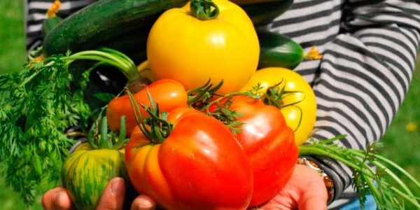 Las_modificaciones_genéticas_deben_ser_consideradas_en_las_normas_del_agro_mexicano