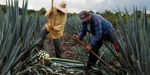 agave739