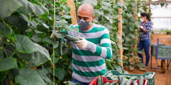 agro.jpg_596760611-2