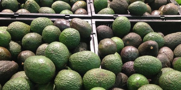 aguacate2-1-e1491855439706-2