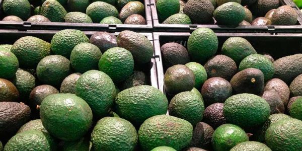 aguacate2-1-e1491855439706