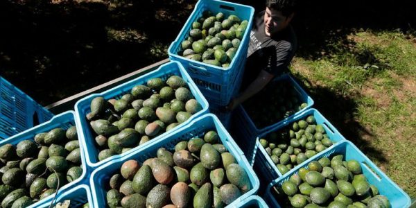 aguacate.jpg_596760611