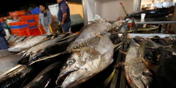 atun_.jpg_596760611