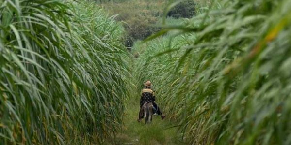 azucar-agricultor-reuters22-e1559568000928
