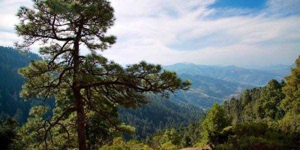 bosque_shutterstock_388154845.jpg_1138479329