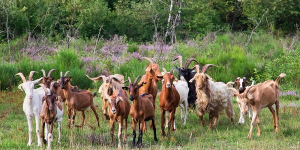 cabras.jpg_596760611