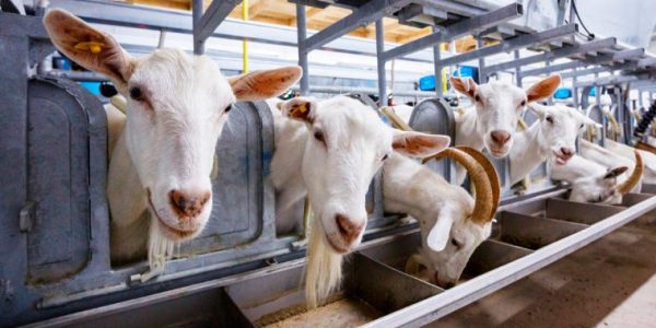 cabras_shutterstock_1050161504.jpg_596760611