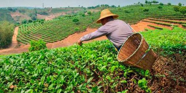 campo-mexicano-necesita-apoyos-crecer_0_21_510_318