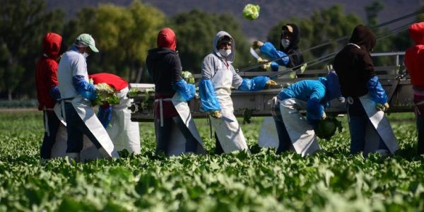 cosecha_lechuga_romanax7x.jpg_596760611
