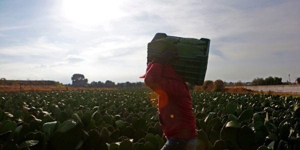 productor-nopales-campo-vera-afectada