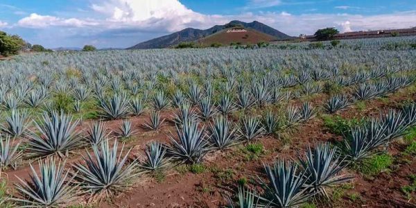 tequila-orendain-agave
