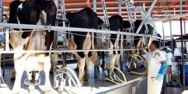 vacas.jpg_596760611
