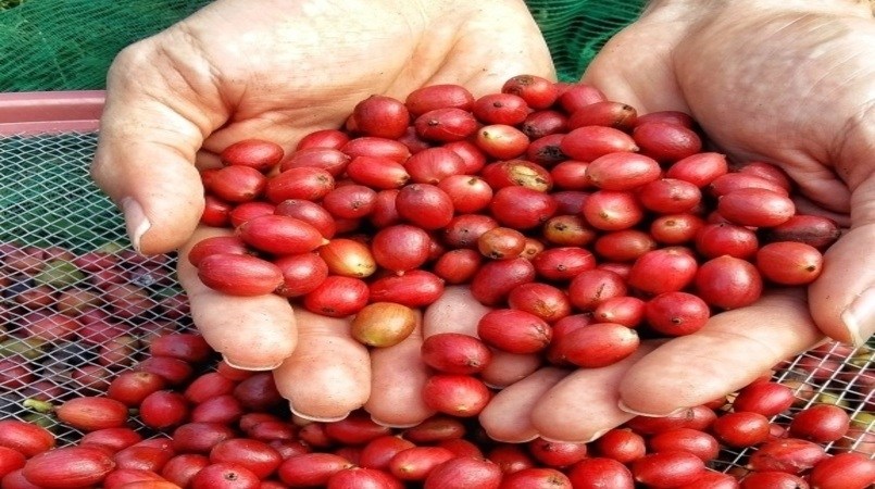 Acordo entre CNC e Asbraer reforça assistência técnica a produtores de café
