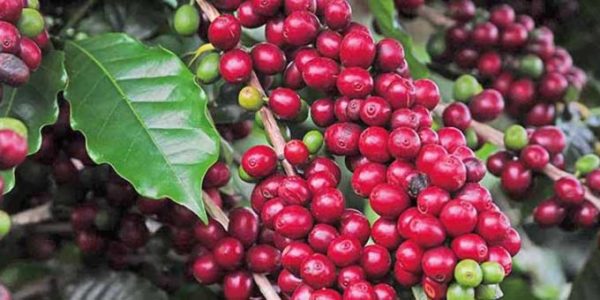 Geral034Grãos de caféCrédito: Divulgação EmaterUsada em 05-04-19Usada em 18-07-19Usada em 05-12-19