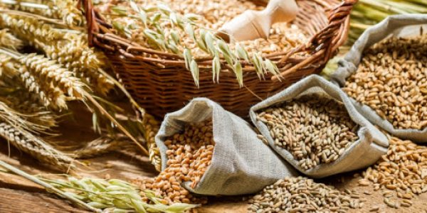 Different types of cereal grains with ears